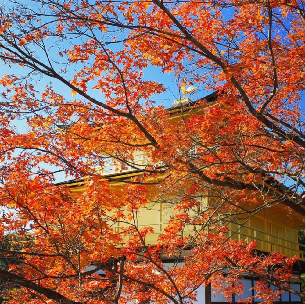 Kinh nghiệm du lịch Nhật Bản mùa lá đỏ